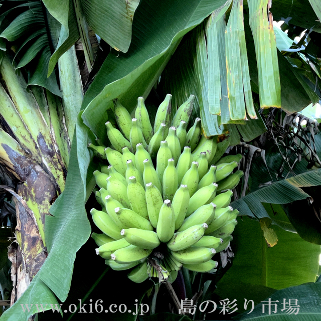 もっちりバナナ（約1kg）