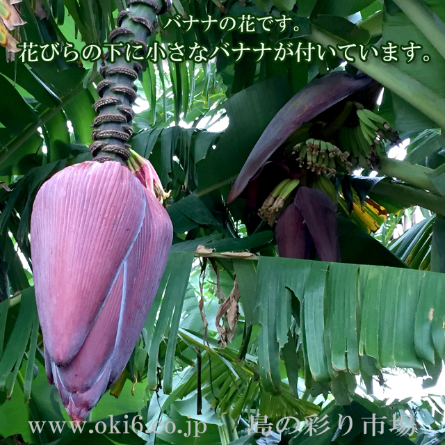 島バナナの花