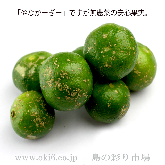 やなかーぎーシークヮーサー