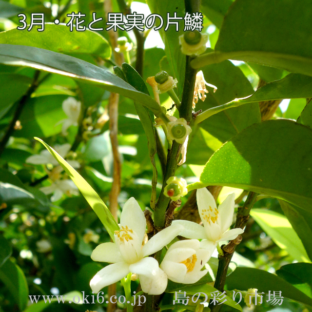 シークヮーサーの花