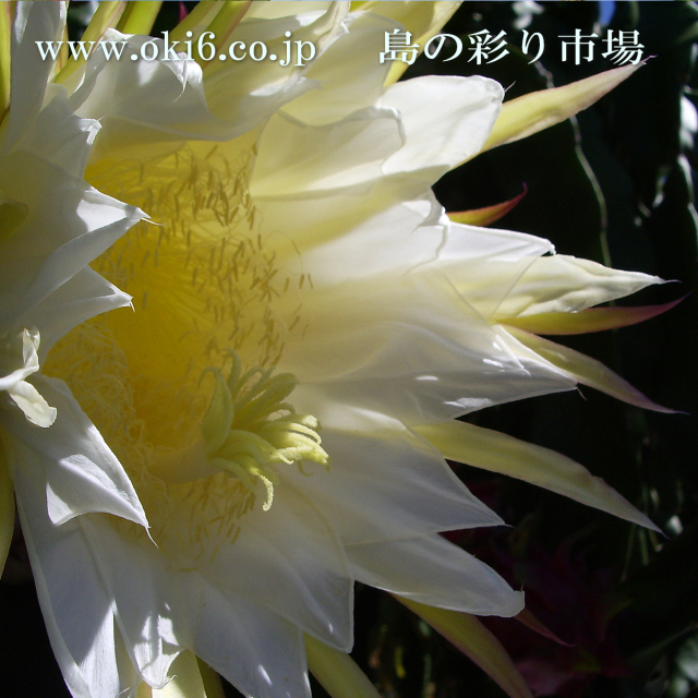 ドラゴンフルーツの花