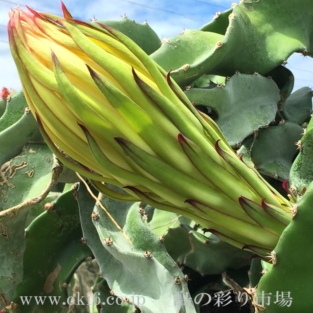 沖縄産ドラゴンフルーツ蕾　[ちょっぴり訳ありフルーツ]