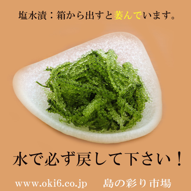 塩水漬け　海ぶどう常温箱入