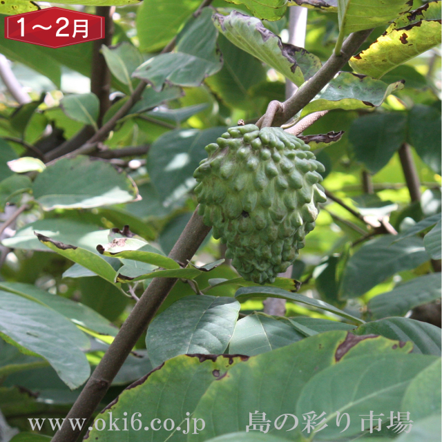 沖縄産訳ありフルーツ[1～2月お届け：アテモヤ]