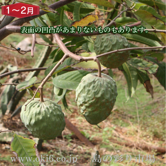 沖縄産訳ありフルーツ[1～2月お届け：アテモヤ]