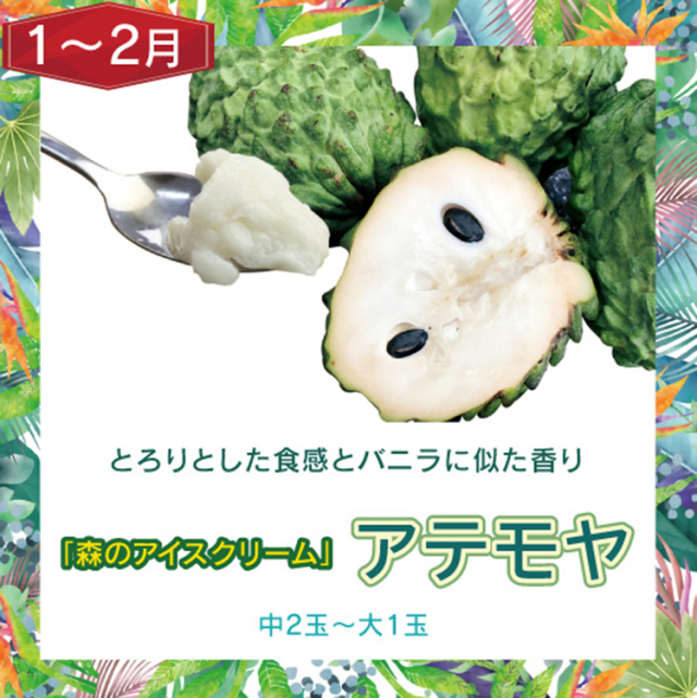 訳ありフルーツ頒布会6回セット1月～2月アテモヤ