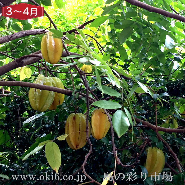 沖縄産訳ありフルーツ[3～4月お届け：スターフルーツ]