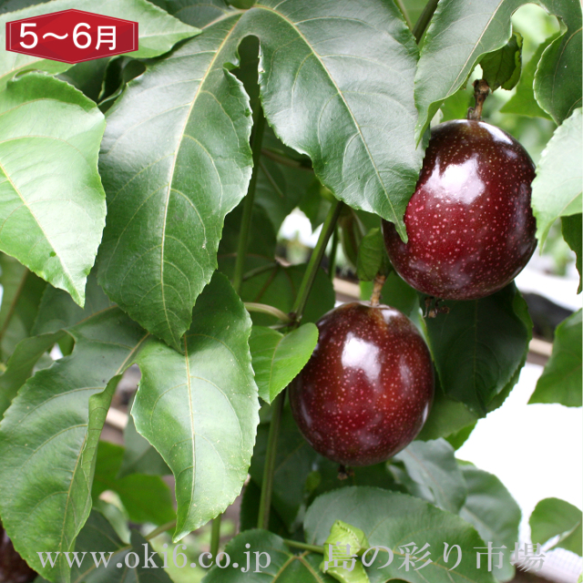 沖縄産訳ありフルーツ[5～6月お届け：パッションフルーツ]