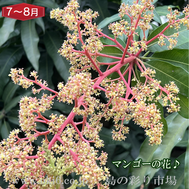 沖縄産訳ありフルーツ[7～8月お届け：マンゴーorキーツマンゴー]