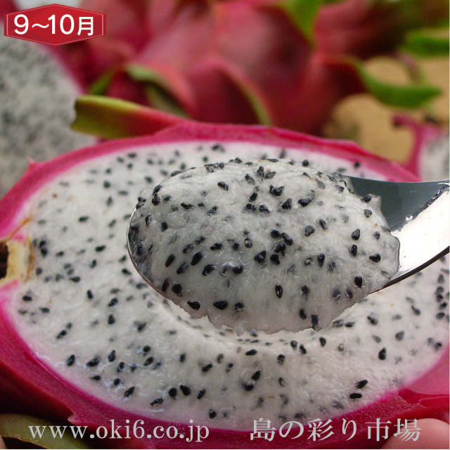 沖縄産訳ありフルーツ[9～10月お届け：ドラゴンフルーツ]