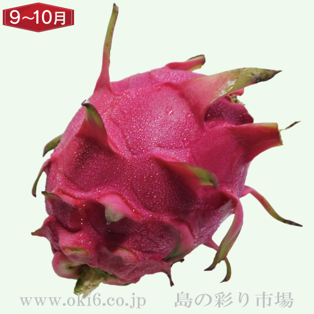 沖縄産訳ありフルーツ[9～10月お届け：ドラゴンフルーツ]