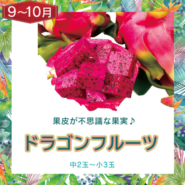訳ありフルーツ頒布会6回セット・ドラゴンフルーツ