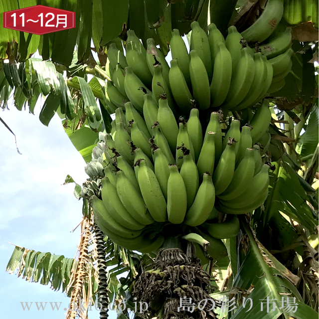 沖縄産訳ありフルーツ[11～12月お届け：沖縄バナナ]