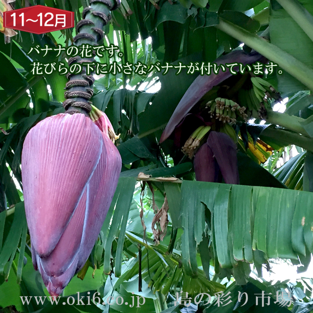 沖縄産訳ありフルーツ[11～12月お届け：沖縄バナナ]