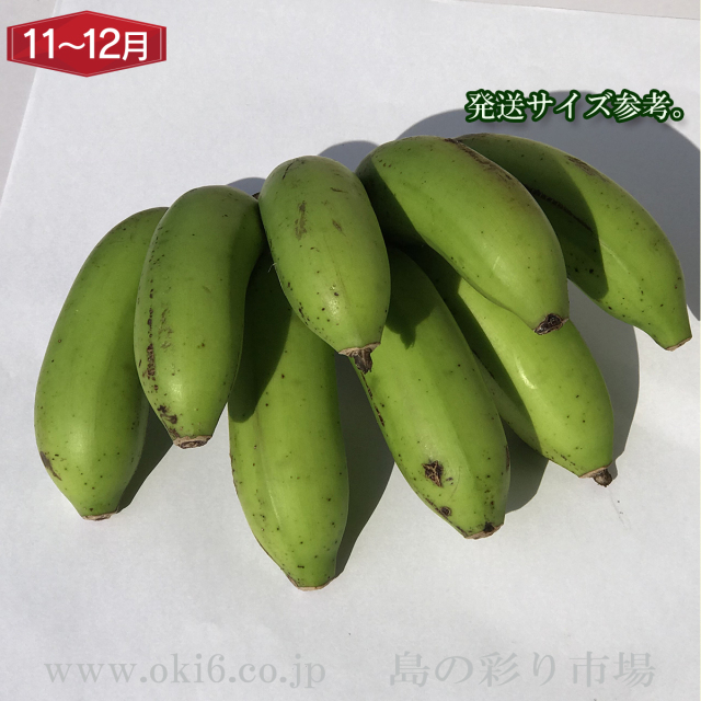 沖縄産訳ありフルーツ[11～12月お届け：沖縄バナナ]
