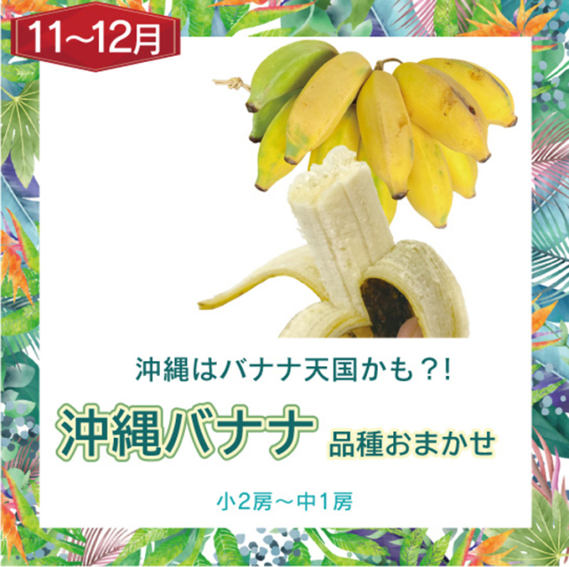 訳ありフルーツ頒布会6回セット　島バナナ