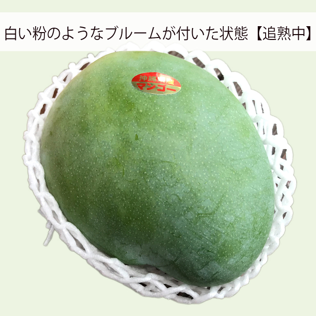 沖縄産キーツマンゴー恐竜の卵のような巨大果実