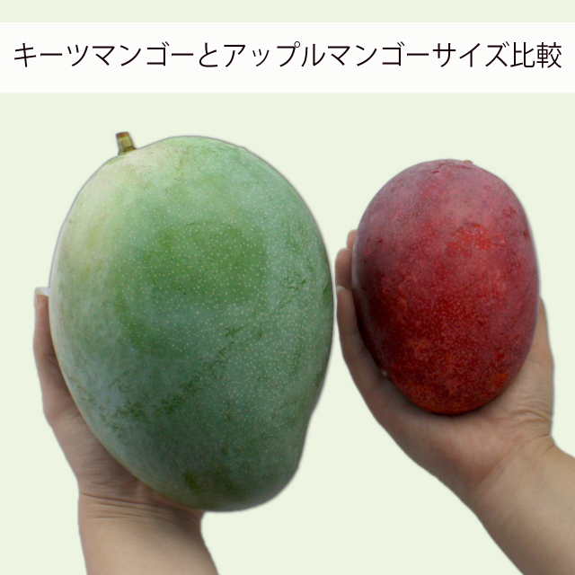 沖縄産キーツマンゴーの通常マンゴーとのサイズ比較
