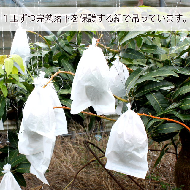 沖縄産キーツマンゴー栽培状況