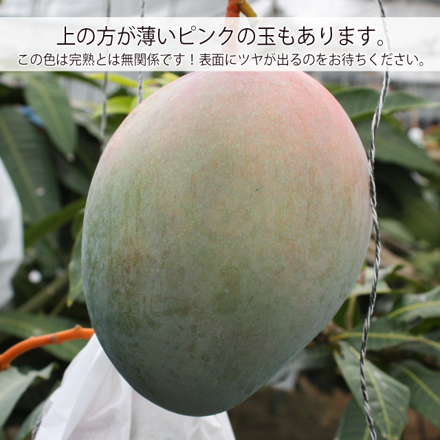 沖縄産キーツマンゴー収穫直前