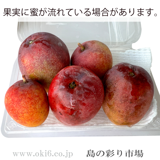 ミニマンゴー参考