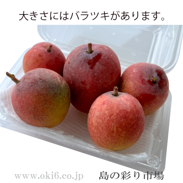 ミニマンゴー参考