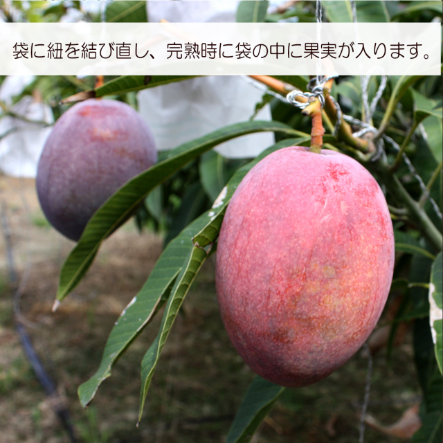 縄県産濃厚完熟アップルマンゴー