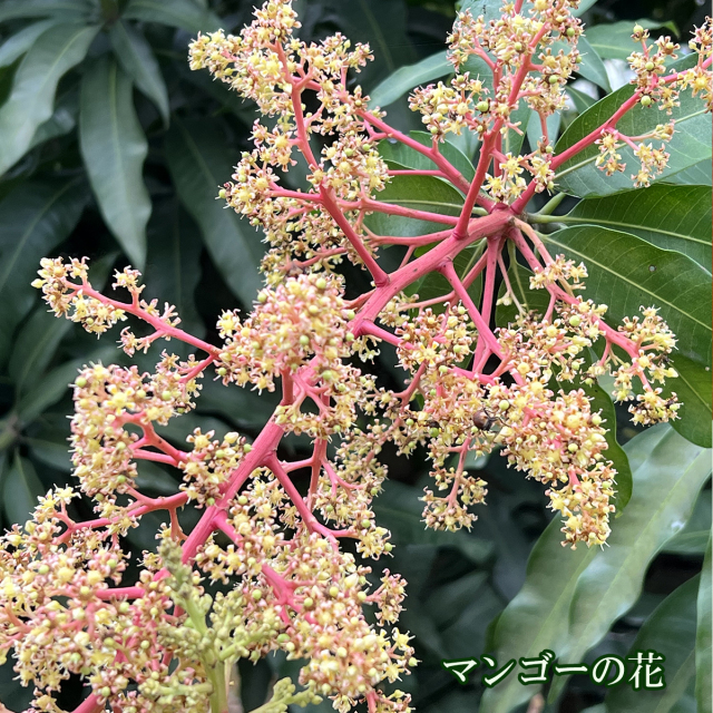 マンゴーの花