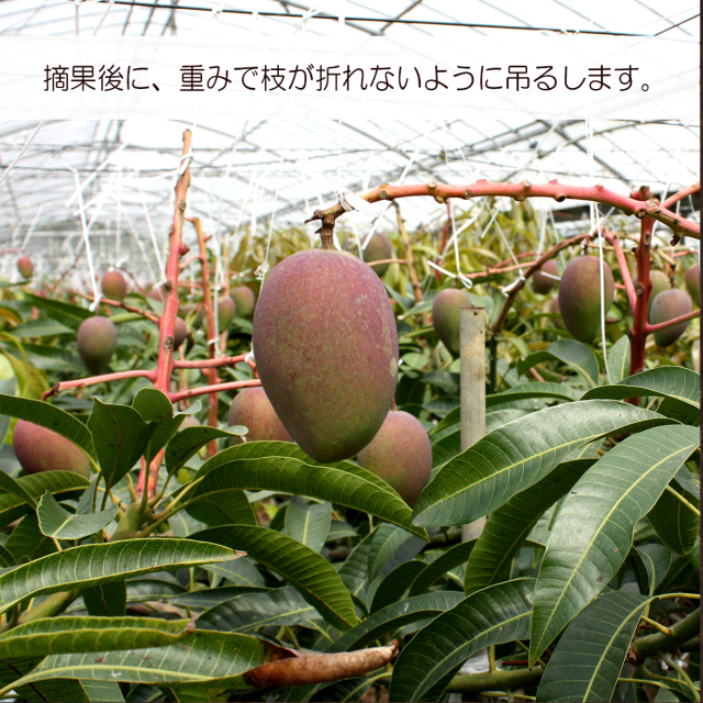 マンゴーの生育写真