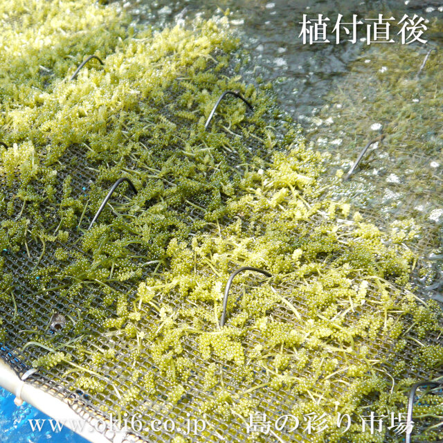 養殖場 生海ぶどう