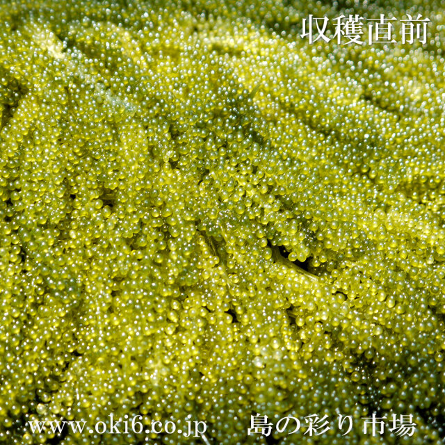 養殖場朝摘み：沖縄県産 生海ぶどう