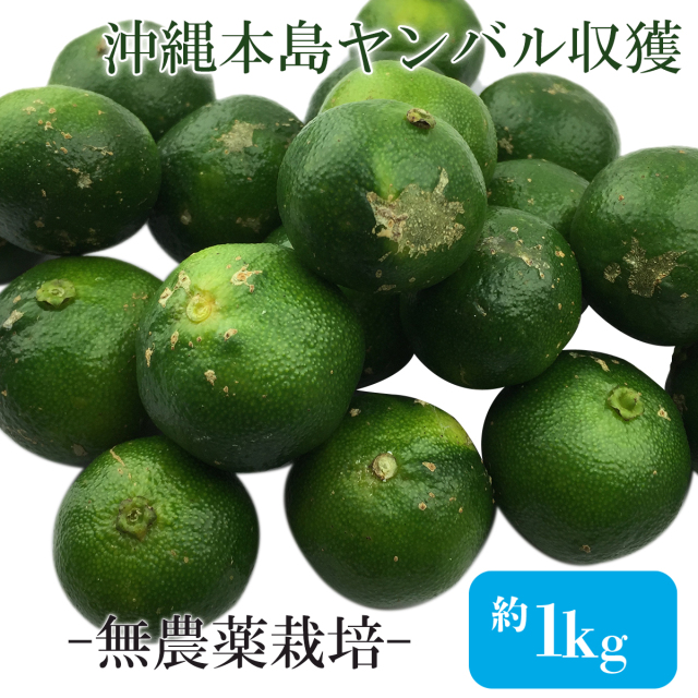 シークヮーサー青切り果実1kg