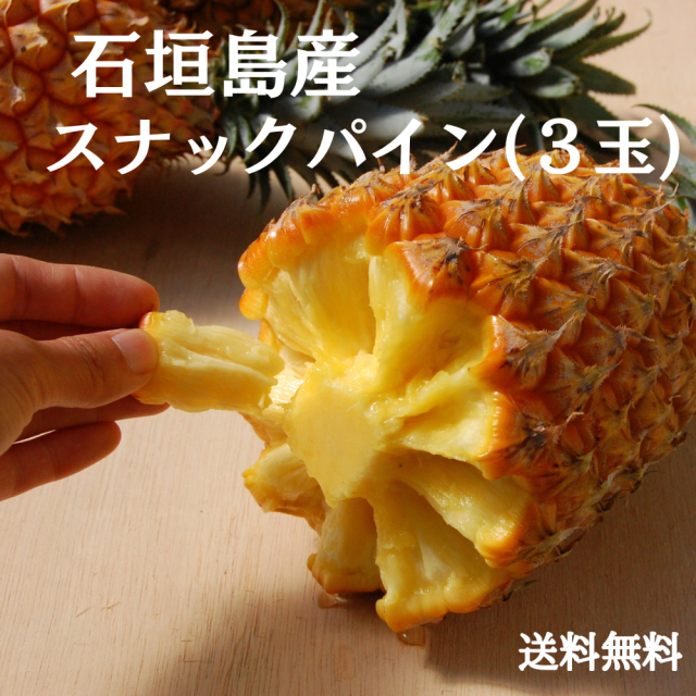 予約販売】石垣島産スナックパイン3玉（800g～1kg✕3） 4月末頃