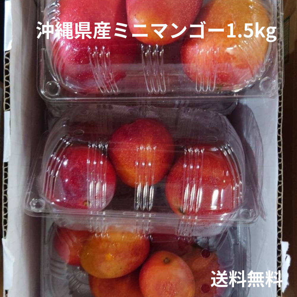 沖縄県産ミニマンゴー 500g×3パック（1.5kg）（送料無料）