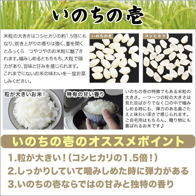 新潟産 いのちの壱 5kg 令和7年産