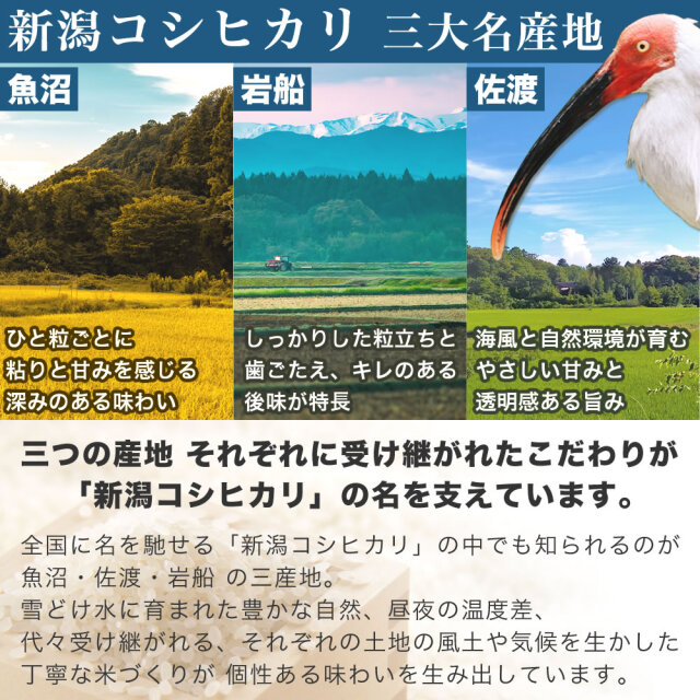 地域限定】令和7年産新潟県岩船産コシヒカリ 10kg