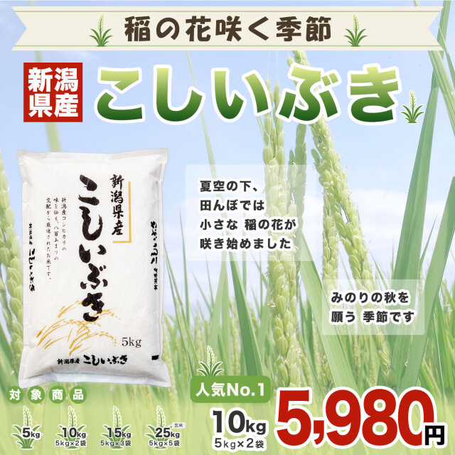 令和7年産新潟県産こしいぶき 10kg