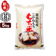 新米 令和8年産 新潟県産こがねもち米 5kg 白米