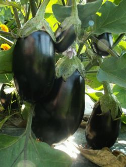 それが 当たり前 と思っていたこと 北海道産 形にこだわらない野菜の通販ショップ おにおんぼうず それが 当たり前 と思っていたこと 北海道産 形にこだわらない野菜の通販ショップ おにおんぼうず