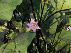 ナス花