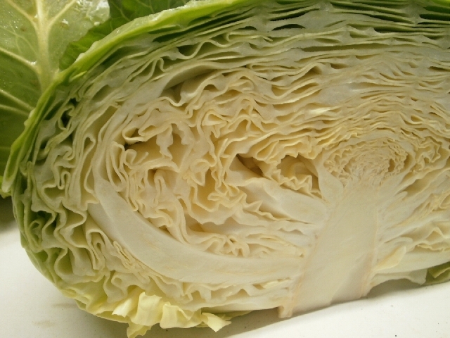 寒さでうまみアップ！『寒玉キャベツ』 おにおんぼうず