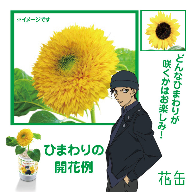 名探偵コナン 花缶 ひまわり栽培キット 赤井秀一