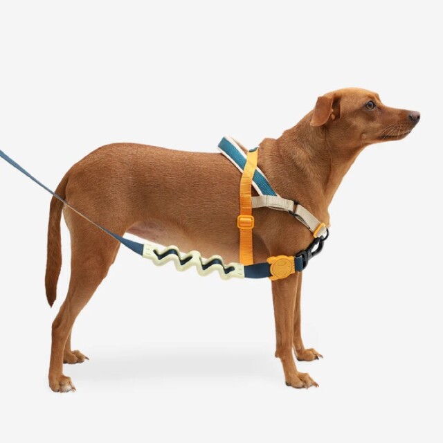 Gotham | SofterWalk Harness – Zee.Dog 【zee.dog】ジードッグ SOFTER