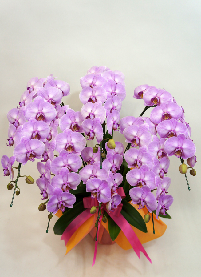 中大輪胡蝶蘭アップルキャンディ6本立ち