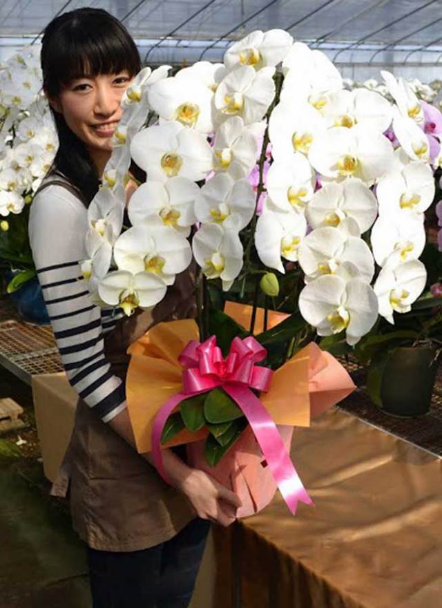 お盆大セール品‼︎ 高さ約100㎝大輪白３本立ち ☆【送料無料】 胡蝶蘭白大輪3本立ち33輪(W): 花・観葉植物