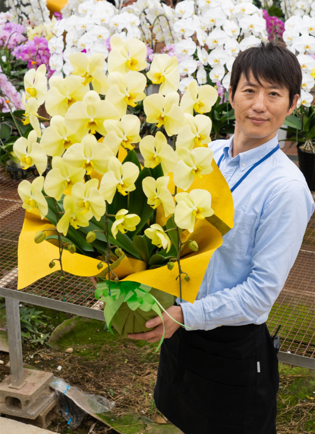 胡蝶蘭大輪アポロン3本立ち