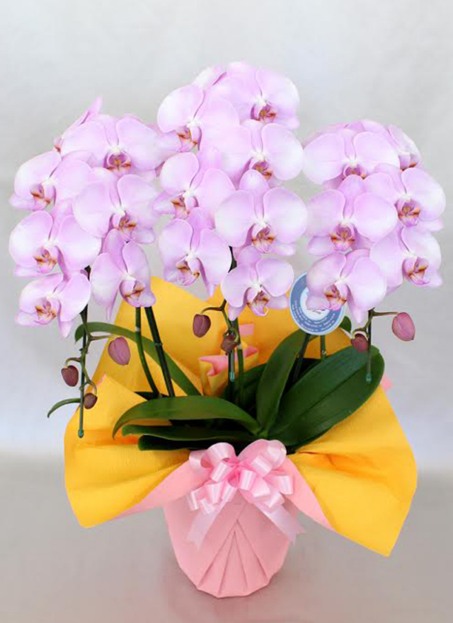 中大輪胡蝶蘭ラブピーチ3本立ち