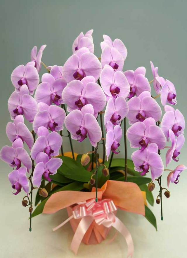 【当日】胡蝶蘭大輪3本立ピンク