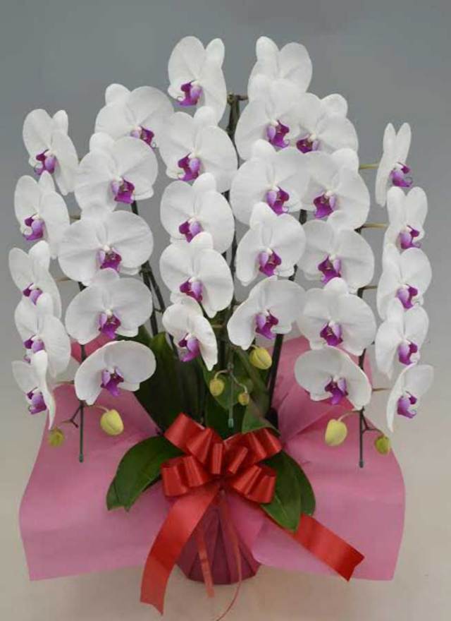 【当日】胡蝶蘭大輪3本立赤リップ