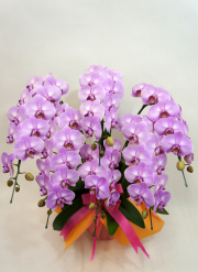 中大輪胡蝶蘭アップルキャンディ6本立ち